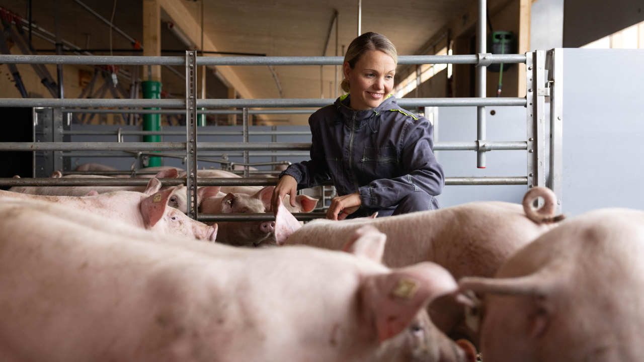 Gesa Langenberg in ihrem Schweinestall umgeben von Schweinen