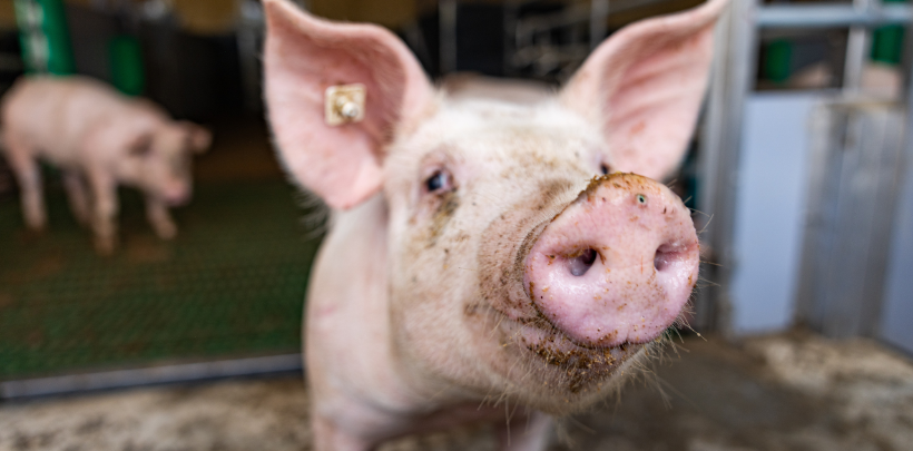 Schwein, dass aus einem Stall kommt und direkt in die Kamera schaut.