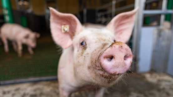 Schwein, dass aus einem Stall läuft und in die Kamera schaut
