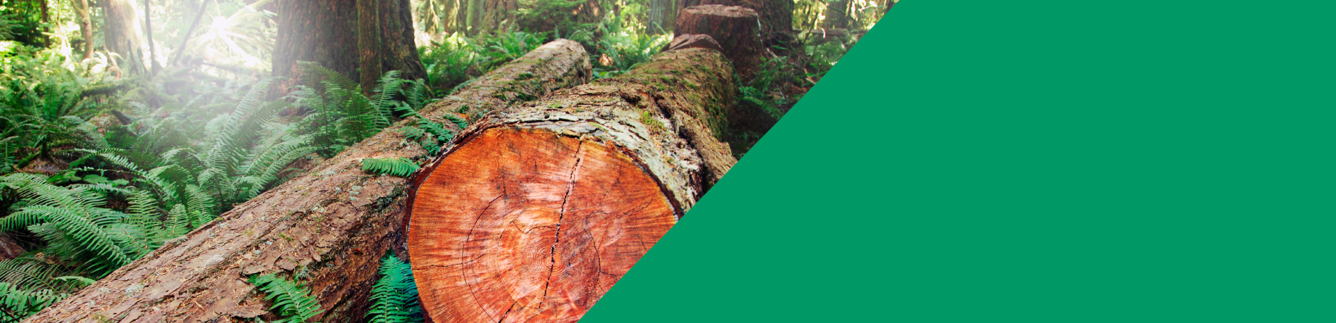 Baumstamm, der auf dem Waldboden liegt