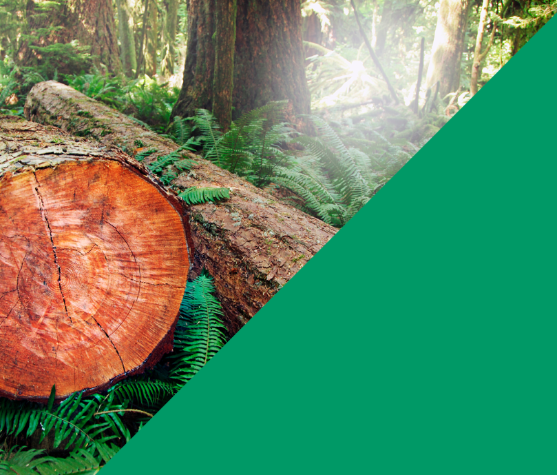 Baumstamm, der auf dem Waldboden liegt