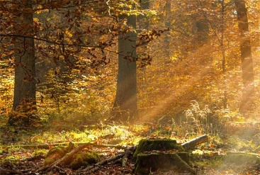 Im Forstrevier Buchenborn werden die Flächen nach strengen ökologischen Bewirtschaftungsgrundsätze bewirtschaftet. Das Bild zeigt den Wald im Herbst.