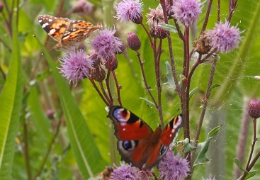 Wild flower margins for biogas in Lower Bavaria. (F.R.A.N.Z. Project) | © Claudia Kriegebaum