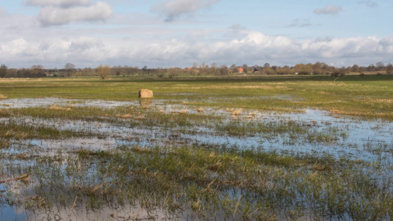 Wiedervernässtes Moor