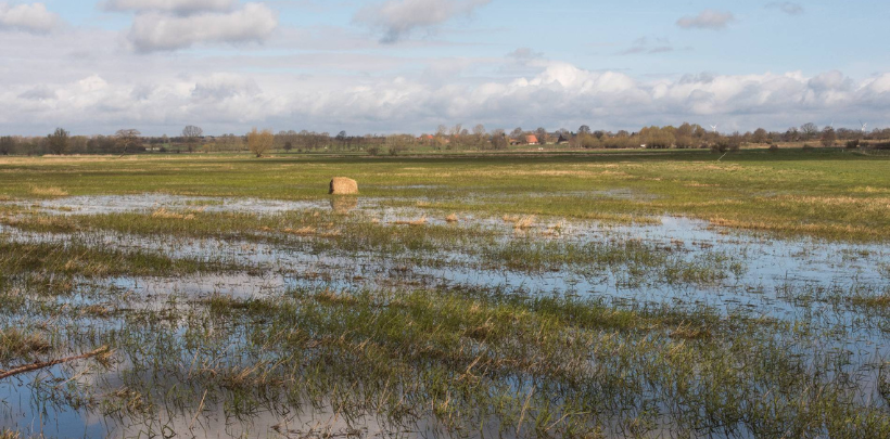 Wiedervernässtes Moor