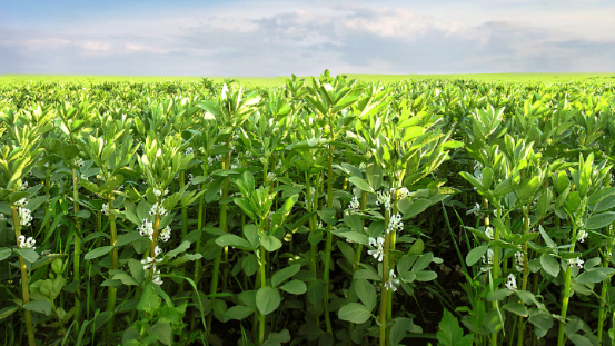 Reihe blühender Vicia faba Bohnen in einem Feld