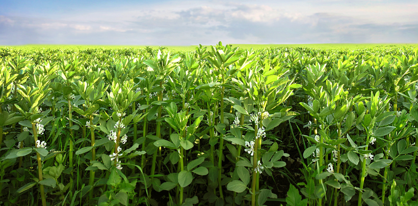 Reihe blühender Vicia faba Bohnen in einem Feld