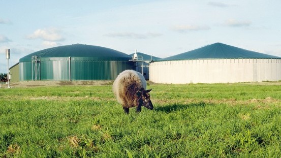 Schaf vor einer Biogasanlage