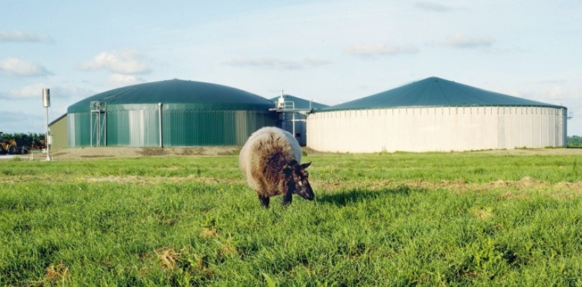 Schaf vor einer Biogasanlage