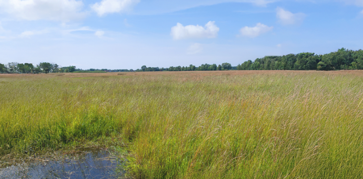 Rentenbank startet Fördermodule „Beratung“ und „Planung“ zur Moorwiedervernässung Weite Moorbodenfläche mit hohem Gras und einem kleinen Wasserbereich im Vordergrund unter blauem Himmel mit Wolken.