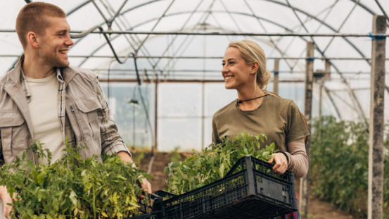 Zwei Personen tragen gemeinsam Kisten mit jungen Pflanzen in einem Gewächshaus