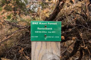 BNZ Kauri Forest